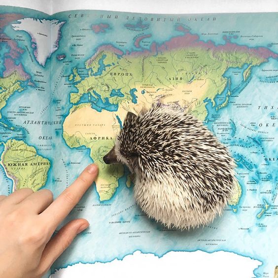 Нашёл свою Родину на карте ✈️ ____________________ #hogybaby #hedgehog #instagood #instadaily #pet #cutepets #cutie #love #africa…