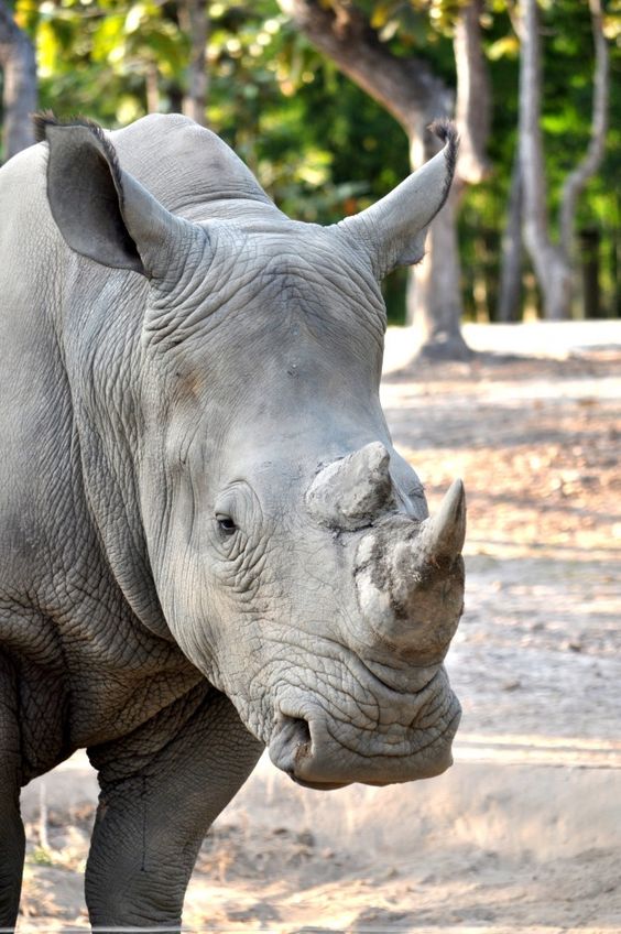 Premium Photo | White rhinoceros