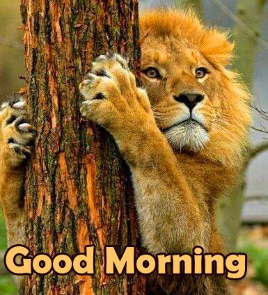 Lion Good Morning Image