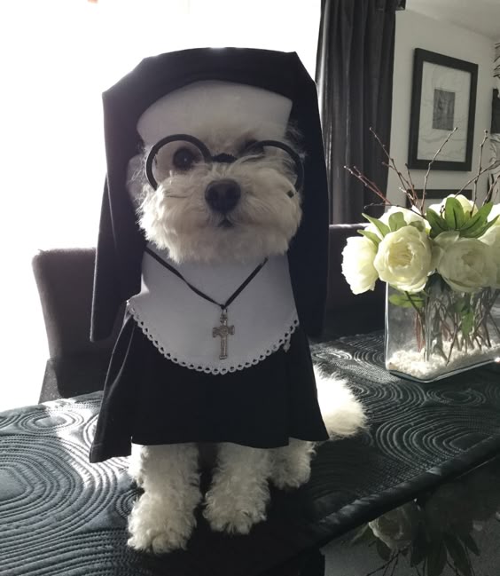 DIY Nun Dog Costume - Costume Yeti