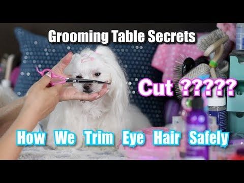Pin On Dog Grooming Styles