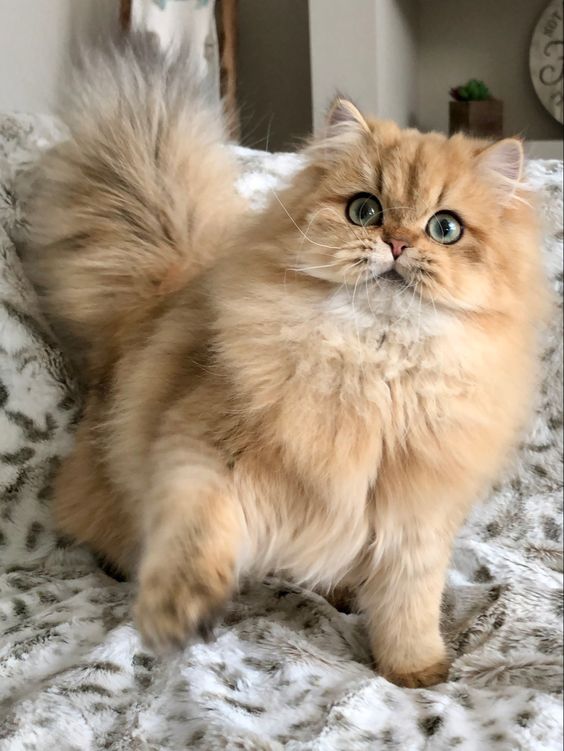 Pretty kitty