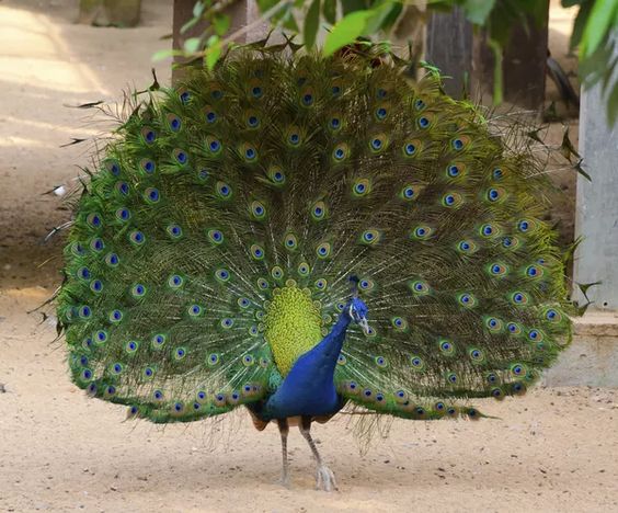 How to Build a Peacock Coop