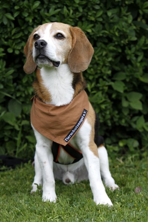 Most Dog Lovers Don T Even Know These Rare Breeds That Make The