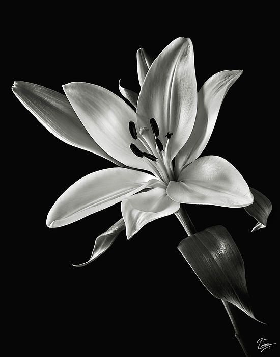 Yellow Tiger Lily in Black and White