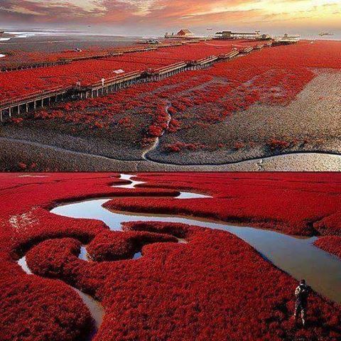 Panji red beach, China