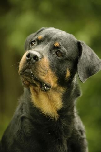 size: 24x16in Photographic Print: Rottweiler Dog with Head Tilted :