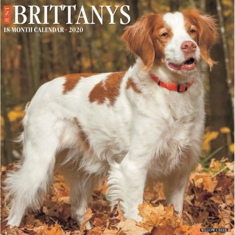 Just Brittanys 2020 Calendar Brittanys Are Great Companions And Delightful To The Eye Bred To Hunt They Are Inclined Wall Calendar Willow Creek Dog Calendar 2021 bluetick coonhound calendar