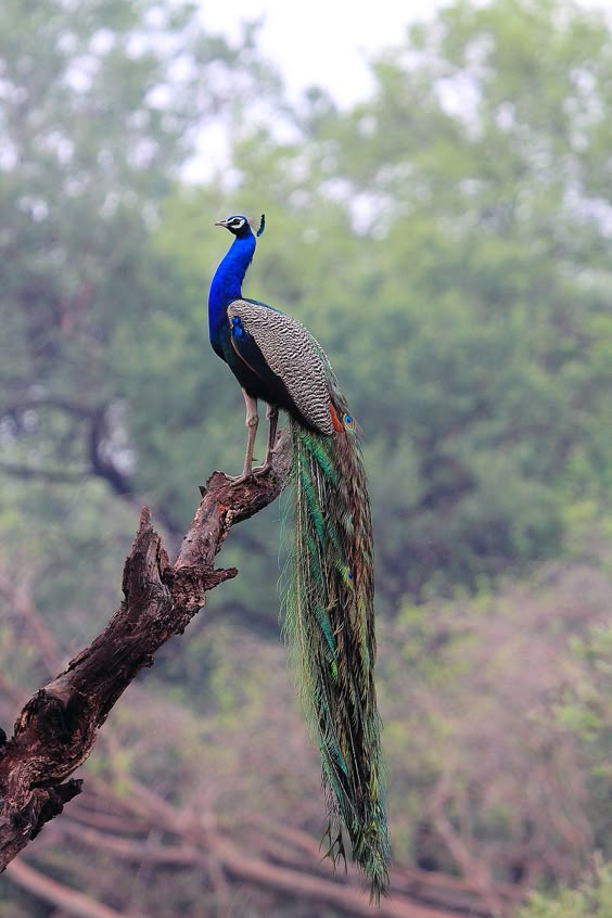 peacock | bird photography #peafowl