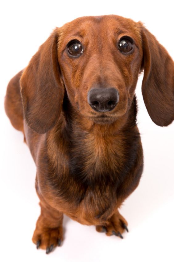 Dachshund Products Apparel And Gifts Funny Dachshund Dachshund