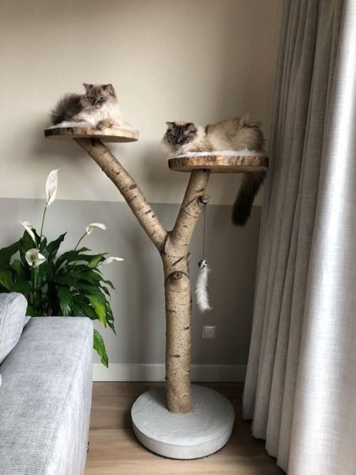 Arbre A Chat Crafts Diy New York Village D Arbres On Votre Propriete Annonce Los Angeles Valeur Meuble Pour Animal De Compagnie Trucs De Chat Maison De Chat Arbre A Chat Crafts Diy New York Village D Arbres On Votre Propriete Annonce Los Angeles Valeur Meuble Pour Animal De Compagnie Trucs De Chat Maison De Chat