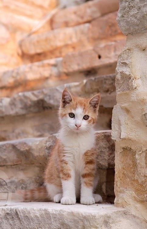 Pin On Gatos En Adopción