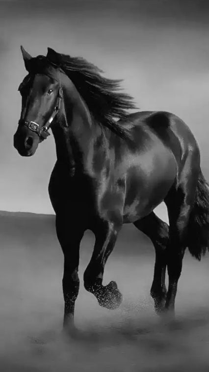 horse-photo