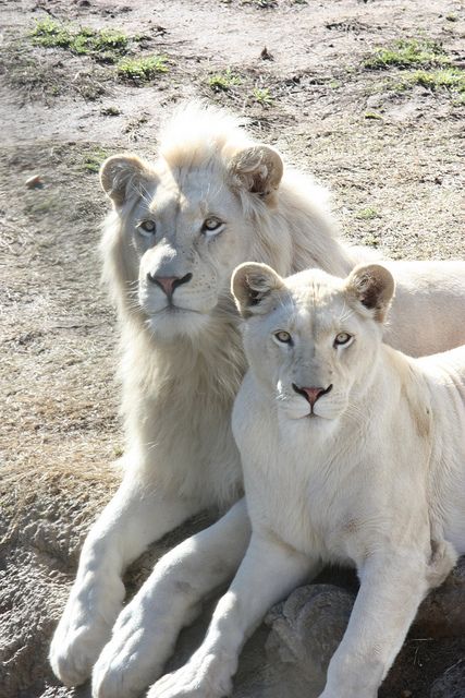 White Lions by R_P_R