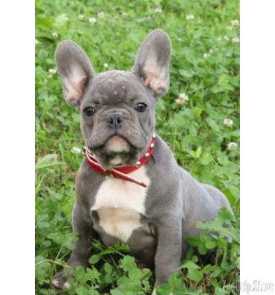 French Bulldog Exclusive Puppies Price 1 600 French Bulldog