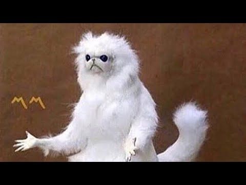 Youtube Funny Pictures Petty Memes Persian Cat Room Guardian