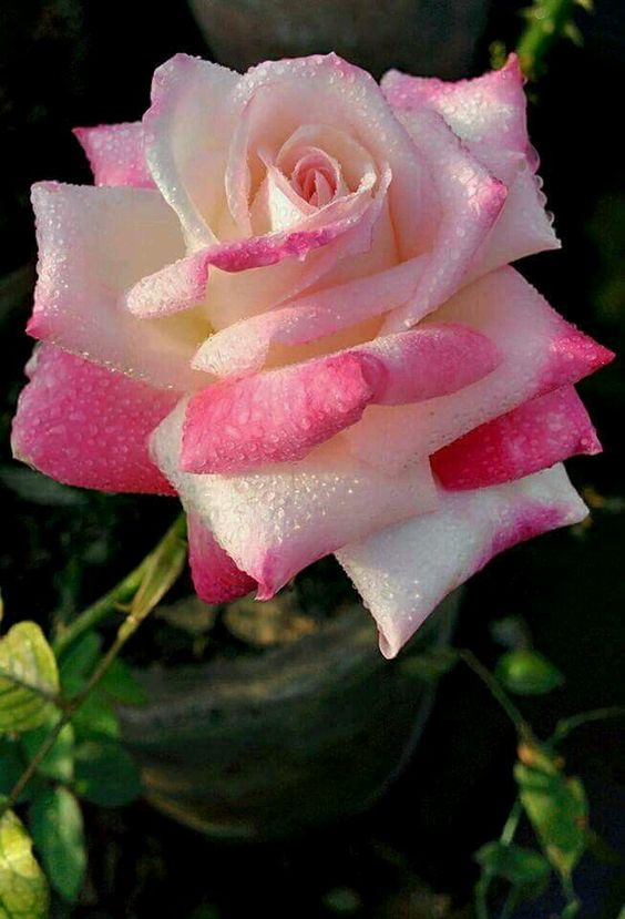 roes-flowars