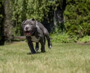 Blue Nose Pitbull Puppies For Free How To Get For Free Blue