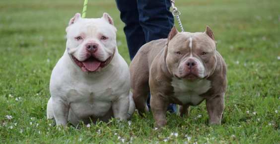 57213700 3100781796614307 653630156287508480 O Pocket Bully