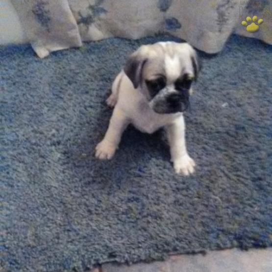 Summer Jug Puppy For Sale In Nottingham Pa Lancaster Puppies