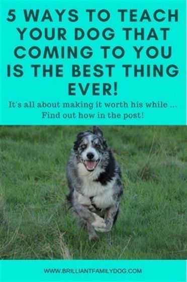 Dog Training Florence Ky Dog Training Upper East Side Cesar