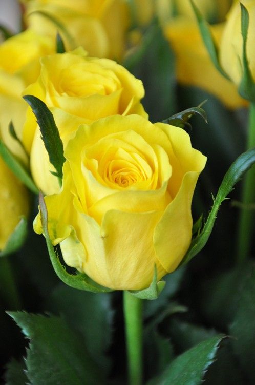 roes-flowars