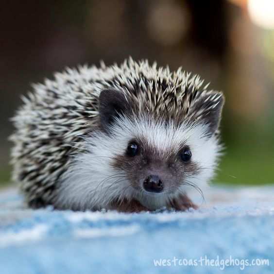 Hedgehogs have the sweetest faces!