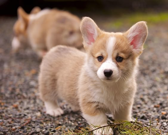 Giá Corgi nhập Thái