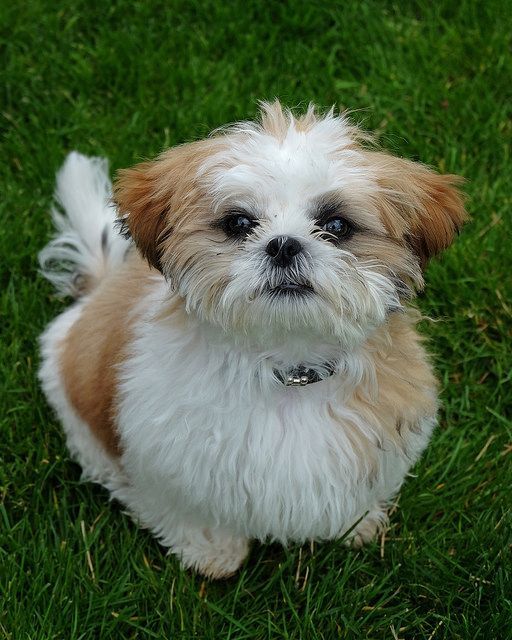 Is Your Shih Tzu Driving Your Crazy Eliminate Over 30 Common