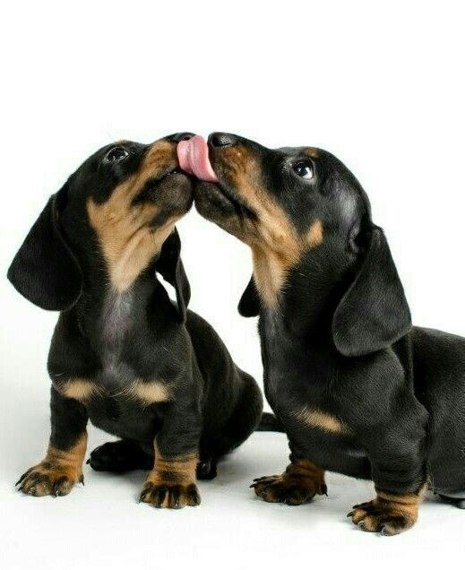 Dachshund Puppies Pictures And Facts Dachshund Puppies