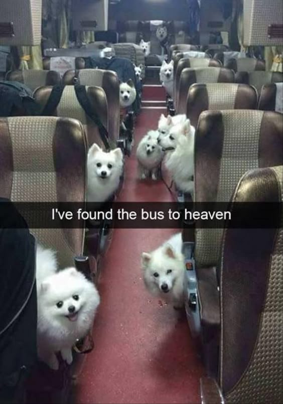 Funny Animal Picture Dump Of The Day 24 Pics