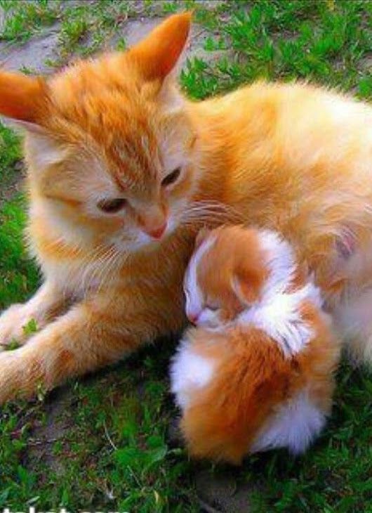 Adorable Sweet Cute Kitty Cat Kitten Kittens Kittycat Kitty
