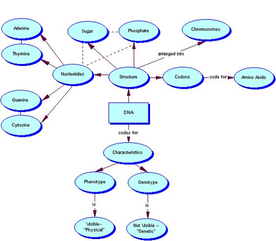 Dna Structure Concept Map Campus Map Concept Map Map Campus Map