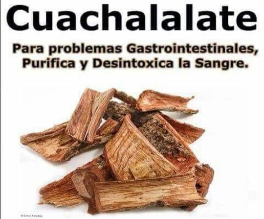 Te de cuachalalate para adelgazar Te de cuachalalate para adelgazar