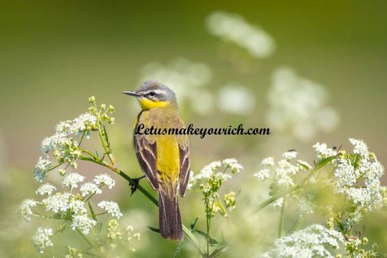 You were born with wings, why prefer to crawl through life. ― Rumi
