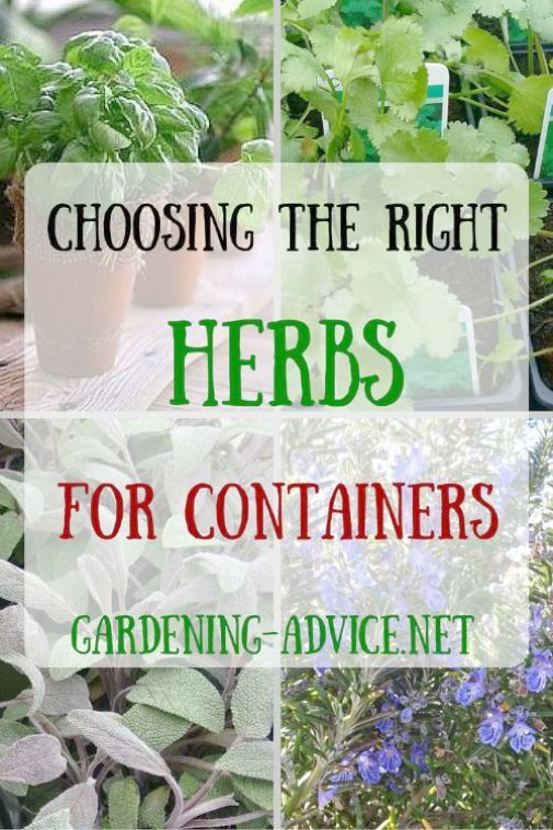 Container Gardening Ideas For Small Spaces Another Landscape