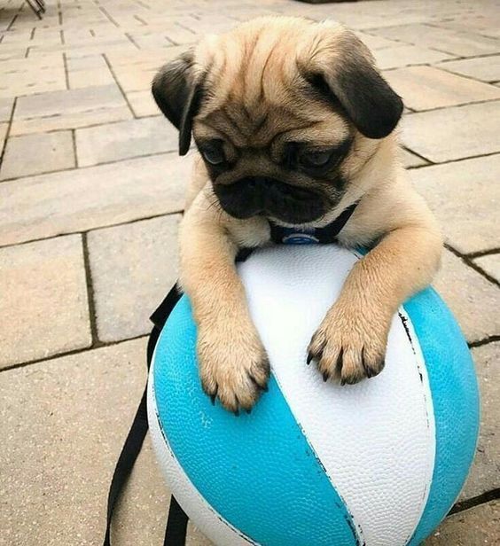 Stunning Hand Crafted Pug Accessories And Jewelery Available At