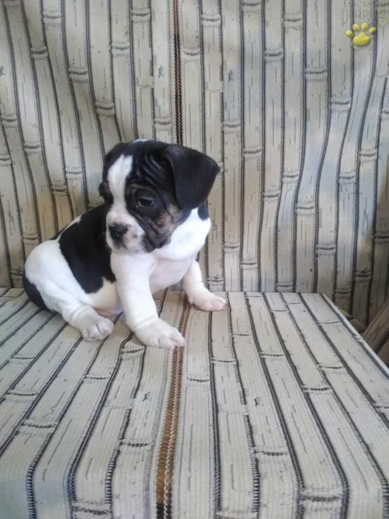 Manny English Bulldog Hybrid Puppy For Sale In Newport Pa