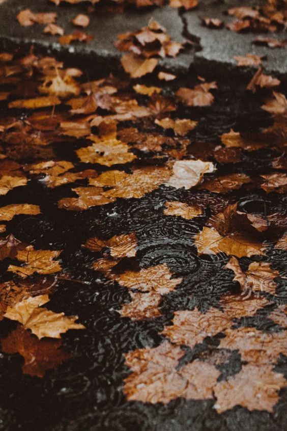 4 Reasons Why Fall/Autumn is the Best Season Ever - Kirsten Jonora Renfroe