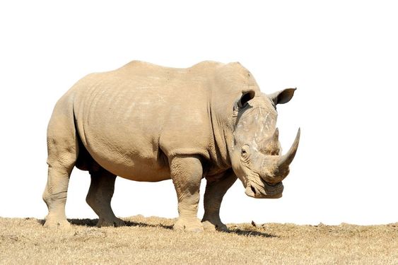 This download includes a 5000 x 2485 px JPG animals stock photo featuring mammal, wildlife, and horn.