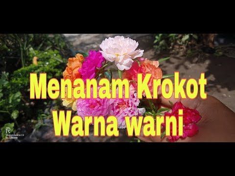 Cara Menanam Krokot Warna Warni Youtube Menanam Menanam Bunga Mawar Taman