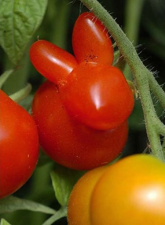 vegetais_diferentes05