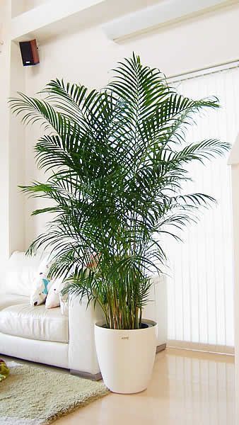 palm indoor plant for the living room #gardenIdeas #garden #gardening #plants #homeDecor #indoor