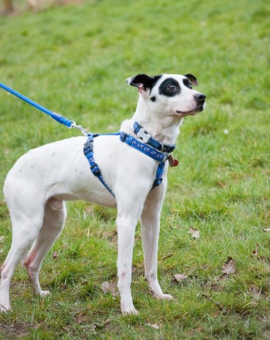 Whippet cross sales jack russell