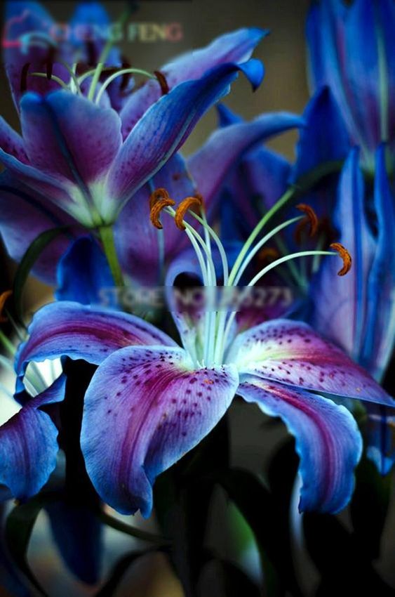 100bag Different Perennial Lily Flower Bonsai Rare Beautiful Home Garden Planting Indoor Mixing Colors Flowers Bonsa - Best Seeds Online | Free Shipping Worldwide | BestSeedsOnline.com