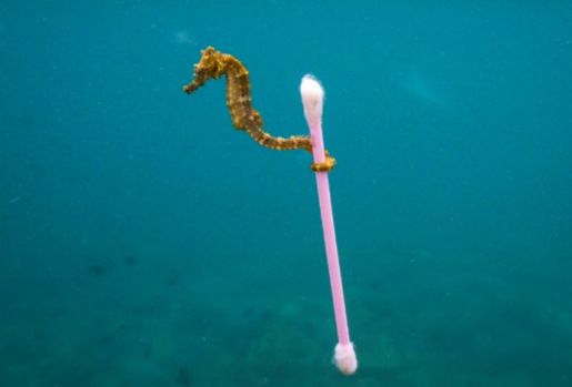 justin hofman -protect nature - alternatives pour réduire ses déchets - zéro déchets - zero waste - brosse a dent bambou - dentifrice maison - jasmin d'hiver - foret - le monde de lu
