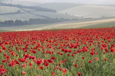 Poppy Fields Afar by Marino Landscape Europe Flower Poppies Print Poster 18x24