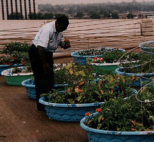 Bag Gardens Help You Start Gardening Even if You Have Poor Soil Bag Gardens Help You Start Gardening Even if You Have Poor Soil