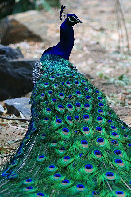 Peacock