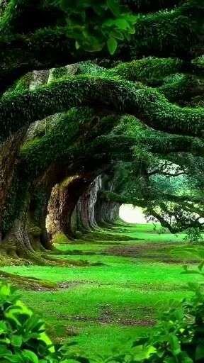 Trees